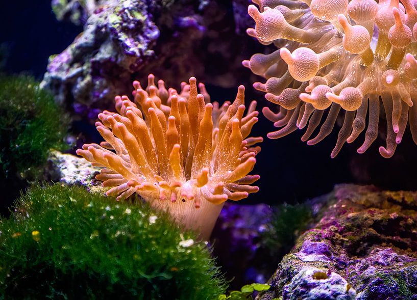 Corals in saltwater aquarium by ManfredFotos