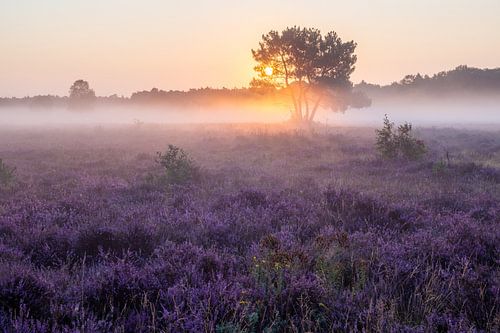 Bruyère brumeuse en fleur