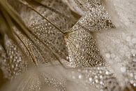 The warm brown tones of a Tragopogon by Marjolijn van den Berg thumbnail