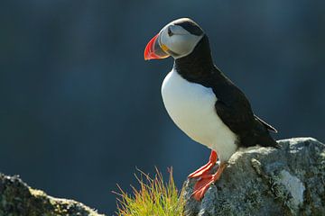 Puffin 