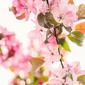 Pink blossom up close by tim eshuis