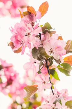 Pink blossom up close by tim eshuis