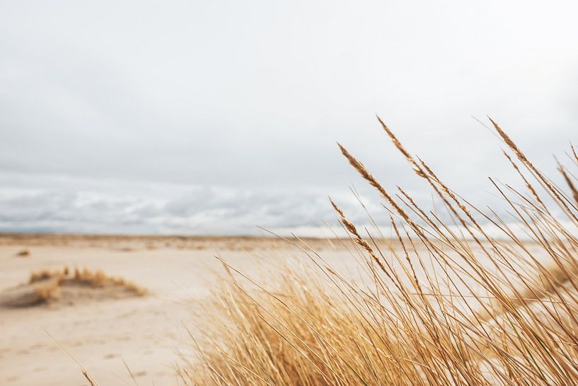 From the marram grass over the beach | Sand Motor Monster, Netherlands by Wandeldingen