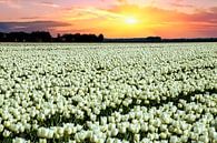 Witte tulpen met zonsondergang van Gert Hilbink thumbnail