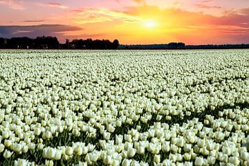 Witte tulpen met zonsondergang van Gert Hilbink