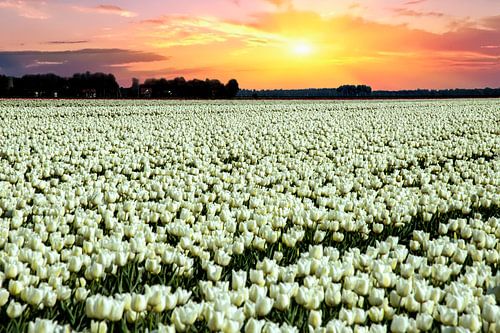 White Tulips in a Sunset