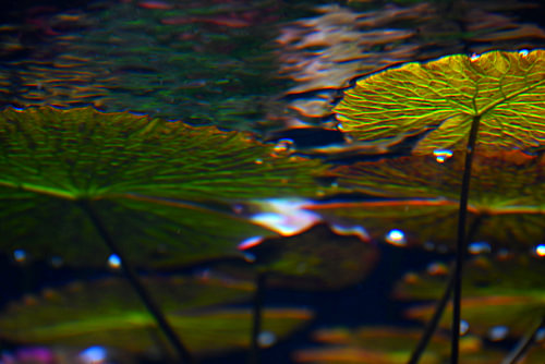 VIJVER 12