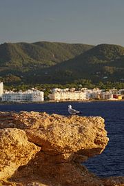 Seagull Ibiza by Annelies Riemens