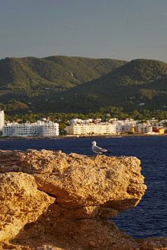 Zeemeeuw Ibiza van Annelies Riemens