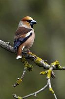 Apple Finch