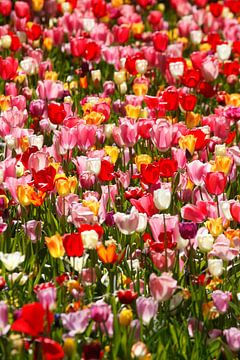 Kleurrijke bloeiende tulpen (Tulipa), perk, Duitsland