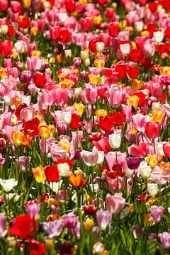 Bunt blühendeTulpen (Tulipa), Blumenbeet, Deutschland