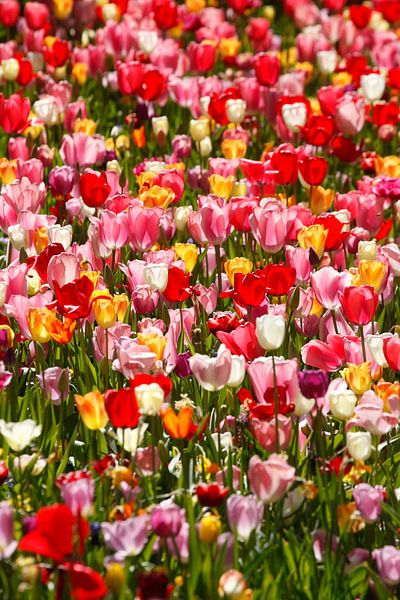 Colourful flowering tulips (Tulipa), flowerbed, Germany by Torsten Krüger