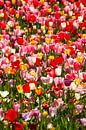 Colourful flowering tulips (Tulipa), flowerbed, Germany by Torsten Krüger thumbnail