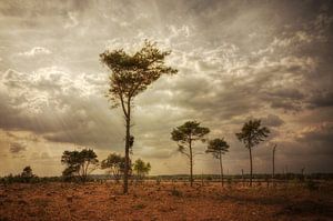 Landschap - Heide
