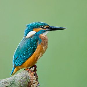 Kingfisher sur Menno Schaefer