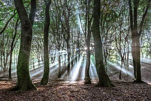 Rayons de soleil