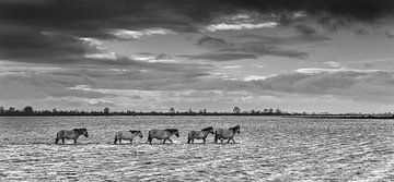 Konikpferde im Lauwerssee in Holland