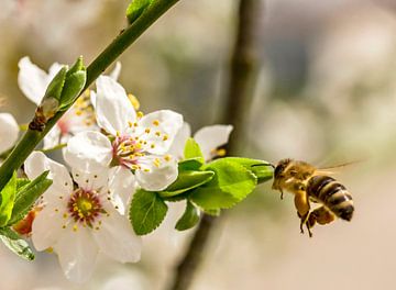 Honeybee and mirabelle blossom by Hans-Jürgen Janda