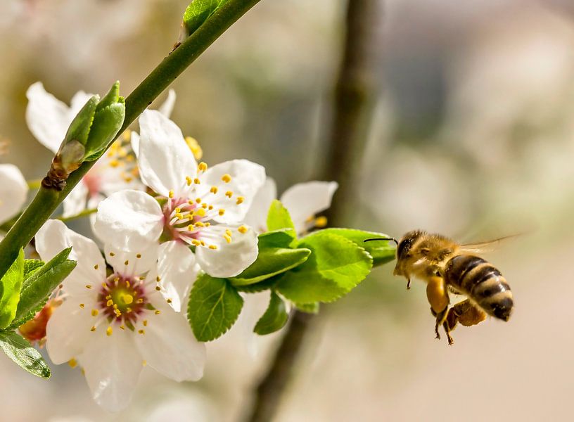 Abeille et fleur de mirabelle par Hans-Jürgen Janda