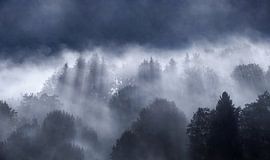 Forest in fog by Leny Silina Helmig