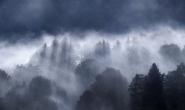 Bos in de mist van Leny Silina Helmig