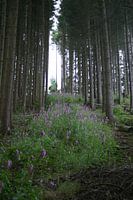 Bloemenpad