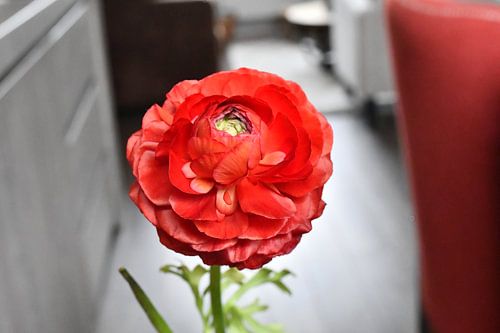 Red ranunculus