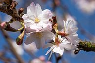 Winterkers (Prunus subhirtella) van Alexander Ludwig thumbnail