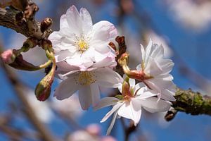 Winterkirsche (Prunus subhirtella)