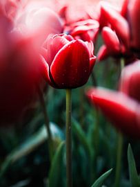 Flevo Tulpen von Han Holstein