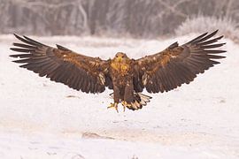 Pygargue à queue blanche (Haliaeetus albicilla)