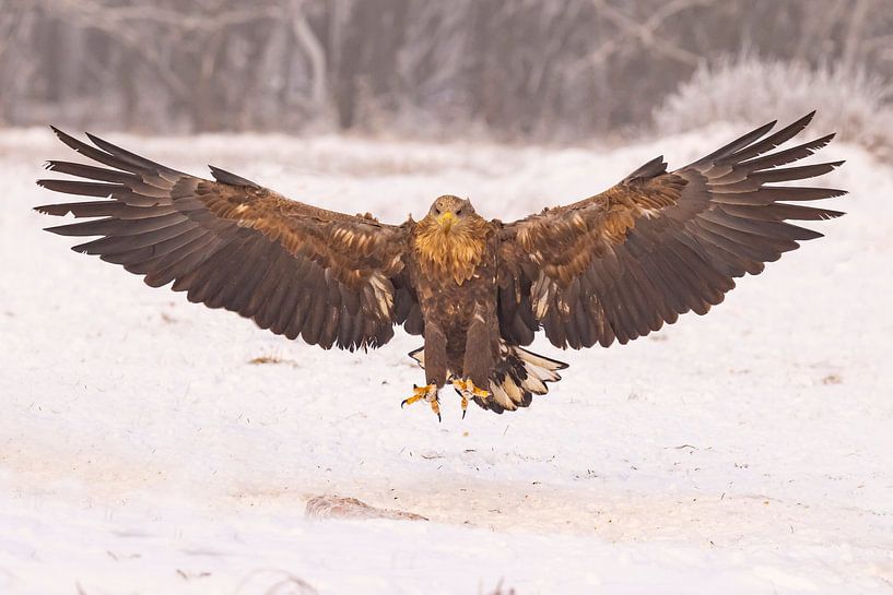 Bald eagle (Haliaeetus albicilla) by Gert Hilbink