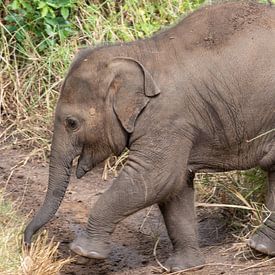 Dombo de kleine olifant in Sri lanka van Ton Tolboom