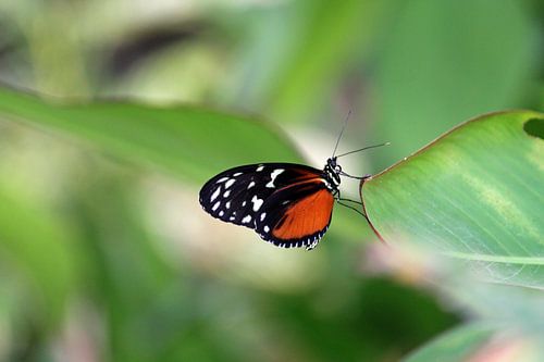 vlindertje op blad