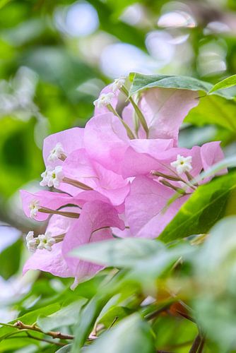Roze kleine bougainvillea