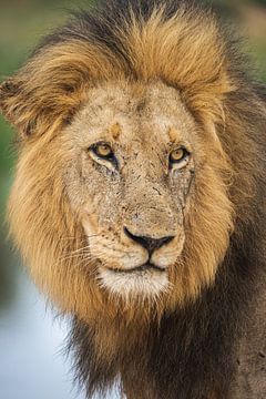 Portret van een mannelijke leeuw vol littekens van Simone Janssen