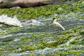 Le chasseur blanc d'Awarradam