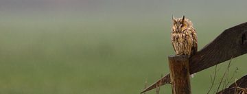 Panorama d'un jeune Hibou moyen-duc sur une clôture sur Peter Boon