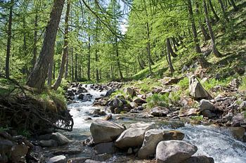 Provence rivier bos.