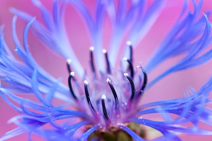 Korenbloem (Centaurea cyanus) van Tamara Witjes