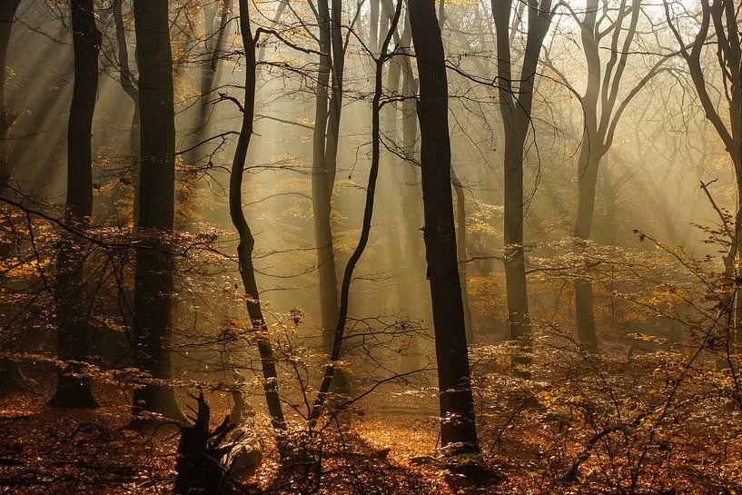 Forêt mystique par Pim van Galen