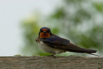Barn Swallow by Sara in t Veld Fotografie