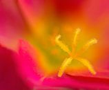 Hart of Portulaca van Greetje van Son thumbnail