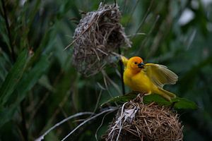 Webervogel, Ploceidae, Widahfinken beim Nestbau von Fotos by Jan Wehnert