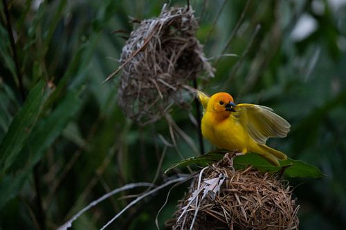 Wevervogel, Ploceidae, Widahvinken die een nest bouwen