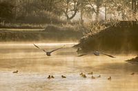 Swanflight
