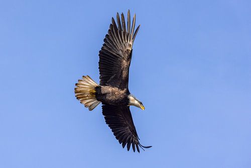 Amerikaanse zeearend of Bald Eagle (Haliaeetus leucocephalus)