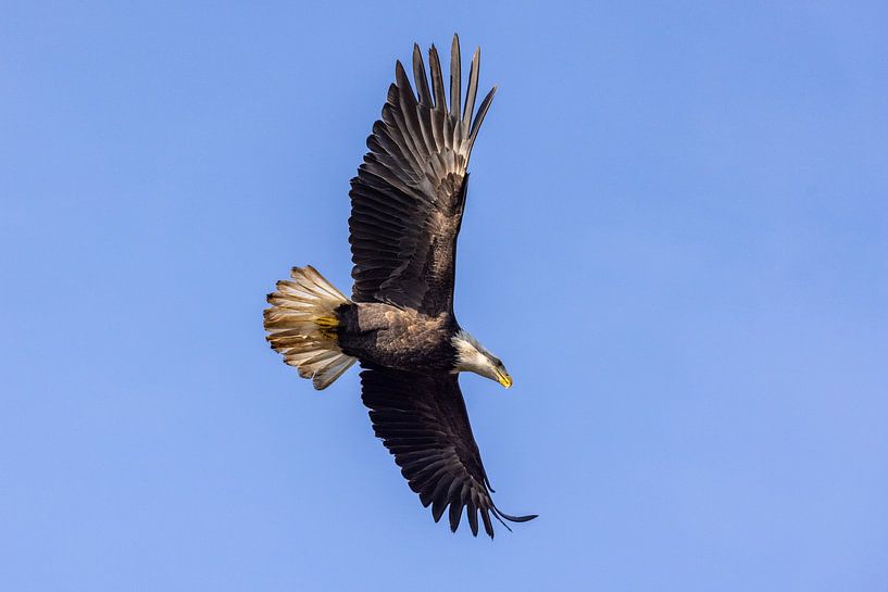 American bald eagle or Bald Eagle (Haliaeetus leucocephalus) by Gert Hilbink