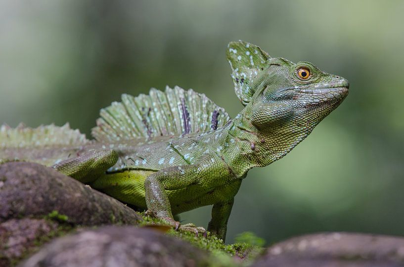 Male emerald basilisk close up  von Elles Rijsdijk
